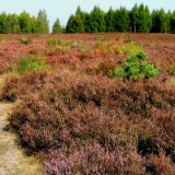 0309F 47 Heide noerdlich Eschede